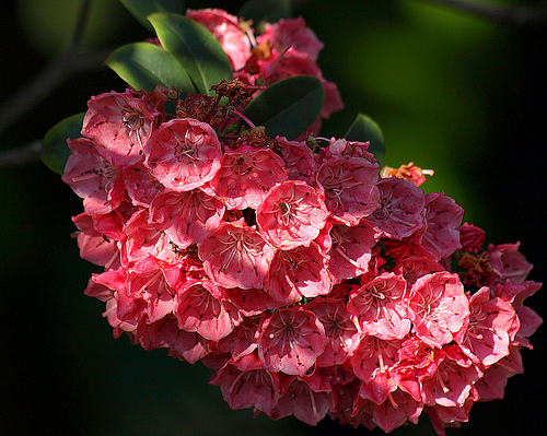 Kalmia Latifolia